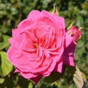 Насыщенный розовый цвет - Роза форибунда крупноцветковая 